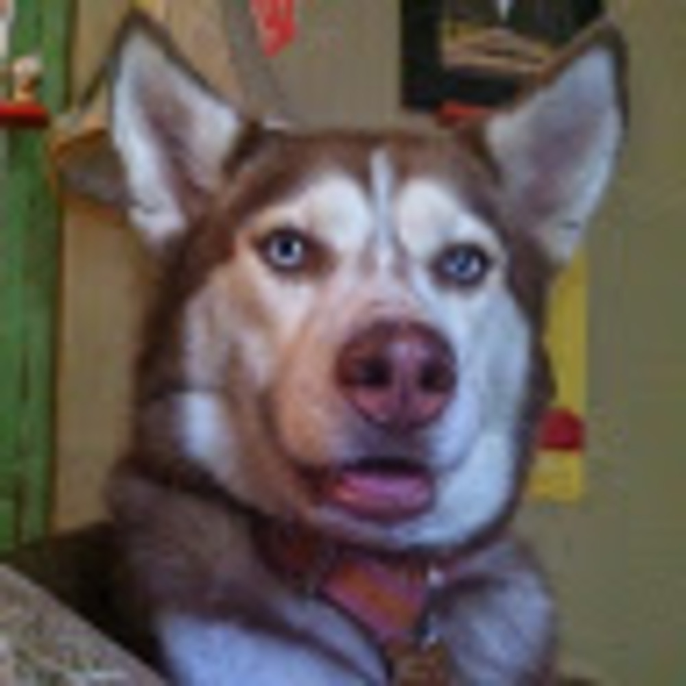 Meet your Posher, Kallie